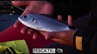 PESCA a BOLOGNESE e al TOCCO a Nisida (Napoli)