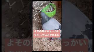 育児放棄したダニエルに冷たい目線のシルたん#鳩 #pigeonlover #pigeonlover #pigeons #racingpigeon #shorts