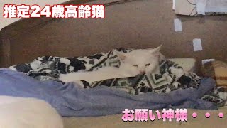 推定24歳の高齢猫　ゴンしゃん　お願い神様・・・