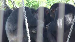 午後の団らん。Everyone is happy together. チンパンジー Maruyama Zoo Chimpanzee