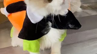 猫到底要不要穿衣服呢