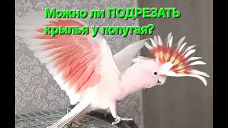 Можно ли ПОДРЕЗАТЬ крылья у попугая?