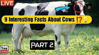 9 Things You Didn't Know About Cows [Part 2]