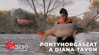 Hol, hogyan, mikor? Pontyhorgászat a Diana-tavon