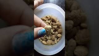 easy way to give dog food . drools dog food