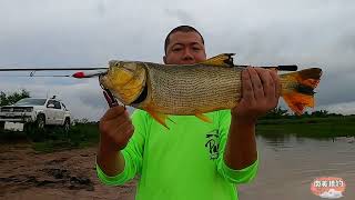 lure golden tiger Biara fish river monster parana argentina＃黄金河虎＃dorado