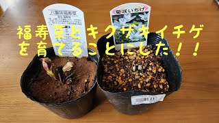 【山野草】福寿草（フクジュソウ）とキクザキイチゲを育てることにした！