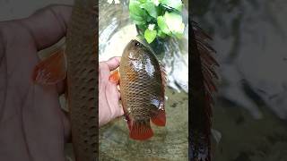 chemballi fish #chemballi  #shorts #shortvideo #shortsfeed #fish #anabas