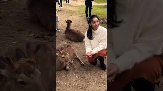 鹿に大好物のドングリとセンベイ与える❤️奈良公園🦌インドネシアから来ました