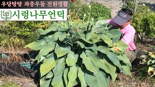 Dividing Giant Hosta Blue Angel