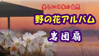 【美しい日本の自然】野の花アルバム #26・岩団扇(イワウチワ) #山野草