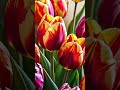 The Tulip Mania Craze of 1637