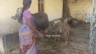 మన ప్రకృతి అందాలు | Nature of Village Agriculture | Beautiful Village Agriculture Video Clips Telugu