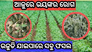 ଆଳୁ ରେ ଲାଗିପାରେ ଭୟଙ୍କର ରୋଗ ଉଜୁଡି ଯାଇପାରେ ଫସଲ। How to manage the destructive disease of Potato