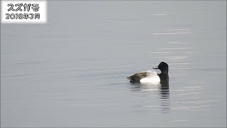 スズガモ Greater Scaup (Aythya marila)【狩猟鳥】