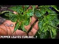 5-Causes of Peppers Leaves Curling Problem & Their Solution.