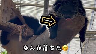 ぽっチョンが可愛いビントロングさん 【Binturong Bear Cat】#動物王国#神戸#可愛い動物