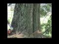 Cutting down a 400 year old Ancient Oak Tree