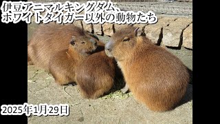 伊豆アニマルキングダム、ホワイトタイガー以外の動物たち（2025・1・29）