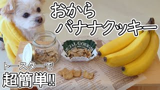 【超簡単！】チワプーと作る犬用おやつ　小麦粉不使用！オーブントースターで初心者でも作れる『おからバナナクッキー』の手作りレシピ