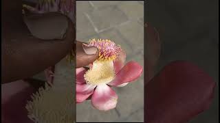 நாகலிங்க பூ 🌺 #nagalingapoo #flower #godshiva #lingam #trendingshorts #viral #nature