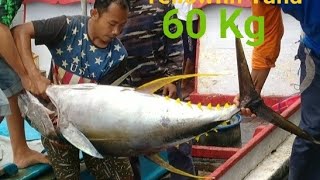 Panen Tuna 60 Kg di Pantai Sadeng Yogyakarta