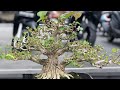 Bonsai Small Prospek, Pamnas Gianyar 2023 Part 1