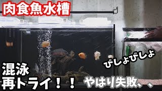 【スネークヘッド】混泳再トライ！！ シクリッドはいけるけど、、   90アクアリウム 90aquarium carnivorous fish 【肉食魚】