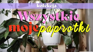 🌿 Paprocie paprotki - pielęgnacja, jak się nimi zajmować i moja kolekcja