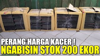 MENGERIKAN ! PROMO NGABISIN STOK 200 EKOR KACER, CUCAK IJO TROTOL JAHAT, KENARI, DLL PASAR PRAMUKA