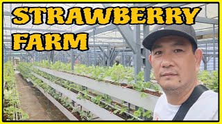 QUEEN STRAWBERRY FARM @JaperSniperOfficial @JAPERTHESNIPER @mrs.japersniper7165