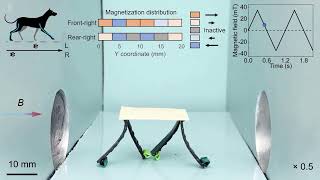 Evolutionary algorithm-guided soft robot design