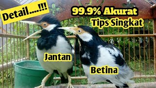 14+ Burung jalak suren jantan dan betina terbaru