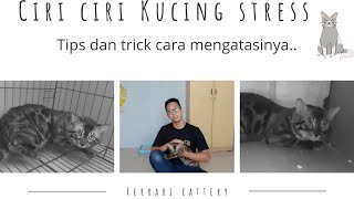 Tanda Kucing Stress dan Tips Cara Mengatasinya - Kucing Bengal Stress | Ferrari Cattery