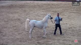 N 196 LAHEEB HANAFI   Rabab Arabian Horse Championship 2024   Stallions 4 6 Years Old Class 9