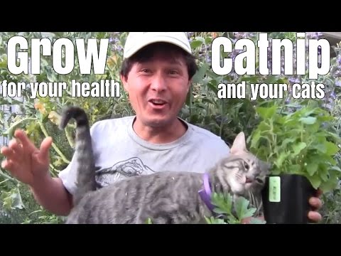 Grow Catnip Plants for Your Health and Your Cats Grow Catnip Plants for Your Health and Your Cats