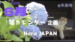 今が見頃！奈良の紫陽花寺！　猫カレンダー企画6月　💠紫陽花と猫💠　Cat's calendar project  in June