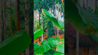 Kerala Village Rainy Season 🏡🏞️🌴😘#rainyday #village #monsoon