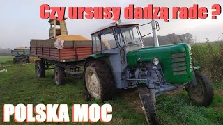 Wyciąganie przyczep z kukurydzą/Kukurydza 2020/Ursus c4011 \u0026 c355m w akcji/ursus kontra 12 ton qq