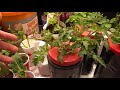 Propagating Tomatoes For Growing In Small Kratky Hydroponic Setup