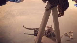 Bengal Cat Meets Bengal Kitten: Attempt 6