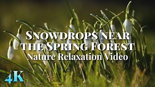 Snowdrops near the Spring Forest 🌼 [4K 2h Signing Spring Birds]