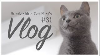 러시안블루 고양이 민트 4K VLOG #31  Russian Blue cat Mint VLOG