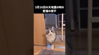 大地震の時の愛猫の様子#shorts