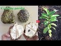 How to grow sugar apple from seed | Country garden