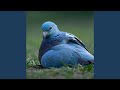 Bird with a Broken Wing