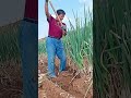 the process of digging green onions with the hoe