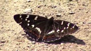 Poplar admiral - Limenitis populi