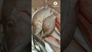 மீன் வியாபாரம் இன்று #fish # வெல மீன் |நகரை மீன் #fishsales