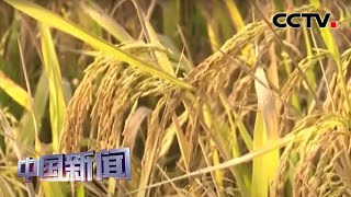 [中国新闻] 广东第一海水稻田丰收在望 | CCTV中文国际